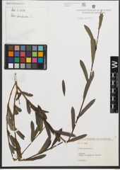 Foto von Salix purpurea L.